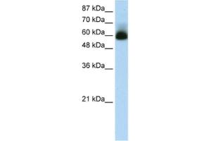 Western Blotting (WB) image for anti-Zinc Finger Protein 307 (ZKSCAN4) antibody (ABIN2461252) (ZKSCAN4 anticorps)