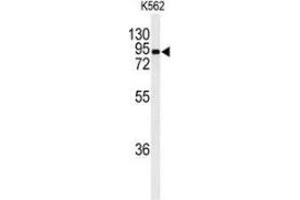 Western blot analysis of EFHC2 (arrow) in K562 cell line lysates (35ug/lane) using EFHC2  Antibody (N-term). (EFHC2 anticorps  (N-Term))