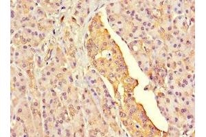 Immunohistochemistry of paraffin-embedded human pancreatic tissue using ABIN7153908 at dilution of 1:100 (G6PC2 anticorps  (AA 78-115))