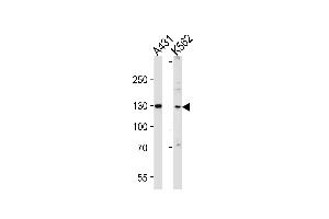 Western blot analysis of lysates from A431, K562 cell line (from left to right), using GALNT5 Antibody at 1:1000 at each lane. (GALNT5 anticorps  (N-Term))