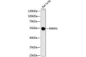 Western blot analysis of extracts of rat lung, using ERRFI1 antibody (ABIN6127851, ABIN6140298, ABIN6140299 and ABIN6216965) at 1:3000 dilution.