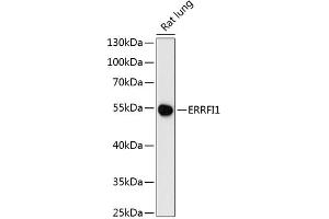 Western blot analysis of extracts of rat lung, using ERRFI1 antibody (ABIN6127851, ABIN6140298, ABIN6140299 and ABIN6216965) at 1:3000 dilution. (ERRFI1 anticorps  (AA 223-462))