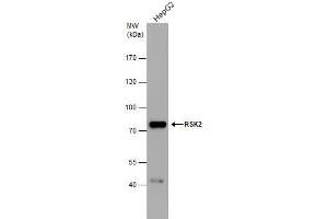WB Image RSK2 antibody detects RSK2 protein by western blot analysis.