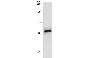 Western Blot analysis of Hela cell using HCK Polyclonal Antibody at dilution of 1:500 (HCK anticorps)