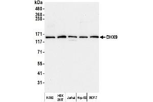Western Blotting (WB) image for anti-ATP-Dependent RNA Helicase A (DHX9) (AA 200-250) antibody (ABIN7454523)