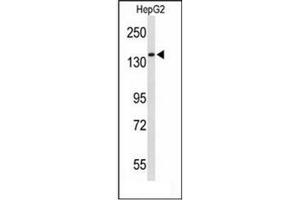 Western blot analysis of RECK / ST15  Antibody  in HepG2 cell line lysates (35ug/lane). (RECK anticorps  (Middle Region))