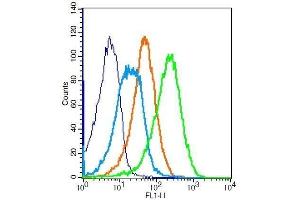 Mouse splenoctyes probed with Rabbit Anti-ADRB2 Polyclonal Antibody .