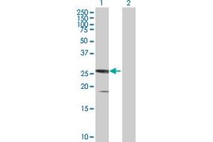 Western Blot analysis of SSX5 expression in transfected 293T cell line by SSX5 MaxPab polyclonal antibody. (SSX5 anticorps  (AA 1-229))