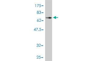 Western Blot detection against Immunogen (64.