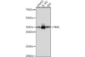 Western blot analysis of extracts of various cell lines, using PIM2 Rabbit mAb (ABIN7269725) at 1:1000 dilution. (PIM2 anticorps)