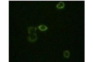 anti-ABL2 (ABL2) antibody