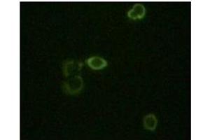 Immunofluorescence staining of methanol-fixed Hela cells using ABL2 antibody showing cytoplasm localization. (ABL2 anticorps)