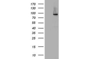 Image no. 4 for anti-Nibrin (NBN) (AA 461-754) antibody (ABIN1491538) (Nibrin anticorps  (AA 461-754))