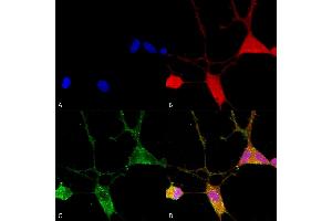 Immunocytochemistry/Immunofluorescence analysis using Mouse Anti-VGLUT1 Monoclonal Antibody, Clone S28-9 (ABIN2483719).