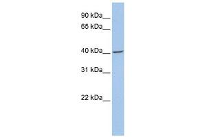 Fibromodulin antibody used at 1 ug/ml to detect target protein. (Fibromodulin anticorps  (N-Term))
