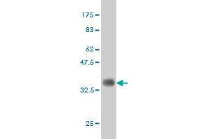 Western Blot detection against Immunogen (35.