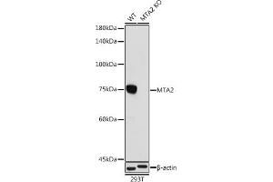 Western blot analysis of extracts from wild type (WT) and MT knockout (KO) 293T cells,using MT antibody (ABIN1679683, ABIN7101713, ABIN7101714 and ABIN7101715) at 1:1000 dilution. (MTA2 anticorps)