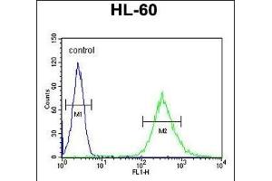ENASE Antibody (Center) (ABIN655007 and ABIN2844642) flow cytometric analysis of HL-60 cells (right histogram) compared to a negative control cell (left histogram). (ENGASE anticorps  (AA 326-354))