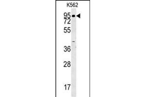 ABP1 Antibody (N-term) (ABIN657861 and ABIN2846817) western blot analysis in K562 cell line lysates (35 μg/lane). (DAO anticorps  (N-Term))