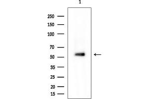 anti-ArfGAP with Dual PH Domains 1 (ADAP1) antibody