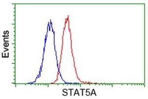 Image no. 2 for anti-Signal Transducer and Activator of Transcription 5A (STAT5A) antibody (ABIN1501189)