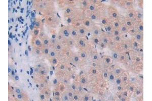 Detection of SUMF1 in Human Liver Tissue using Polyclonal Antibody to Sulfatase Modifying Factor 1 (SUMF1)