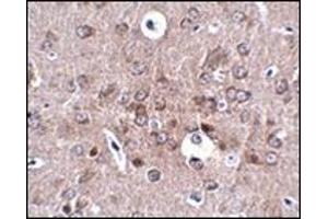 Immunohistochemistry of PCDH18 in mouse brain tissue with this product at 2. (PCDH18 anticorps  (N-Term))