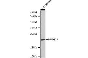 Western blot analysis of extracts of rat spleen, using NUDT15 antibody (ABIN6133319, ABIN6144930, ABIN6144932 and ABIN6218403) at 1:1000 dilution. (NUDT15 anticorps  (AA 1-164))