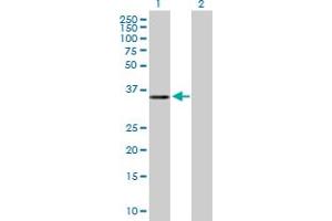 Western Blot analysis of ERI2 expression in transfected 293T cell line by ERI2 MaxPab polyclonal antibody. (ERI2 anticorps  (AA 1-328))