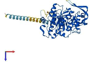 AlphaFold protein structure predicition of Human Recombinant GCNT2 Protein, UniprotID Q8N0V5