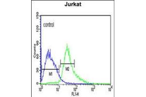 Flow cytometric analysis of Jurkat cells (right histogram) compared to a negative control cell (left histogram). (AFT1 anticorps  (C-Term))