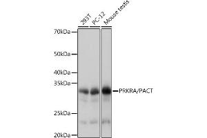 Western blot analysis of extracts of various cell lines, using PRKRA/PACTRabbit mAb (ABIN7269666) at 1:1000 dilution. (PRKRA anticorps)