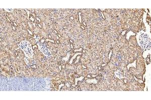 Immunohistochemistry of paraffin-embedded Rat kidney tissue using COX4I1 Monoclonal Antibody at dilution of 1:200. (COX IV anticorps)