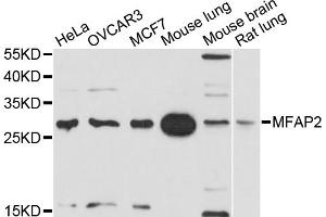 Western blot analysis of extracts of various cell lines, using MFAP2 antibody. (MFAP2 anticorps)