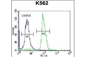 SEC Antibody (C-term) (ABIN656927 and ABIN2846120) flow cytometric analysis of K562 cells (right histogram) compared to a negative control cell (left histogram). (SEMA4C anticorps  (AA 792-821))