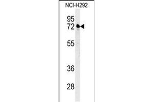 Western blot analysis in NCI-H292 cell line lysates (35ug/lane). (Kelch-Like 24 anticorps  (AA 182-211))