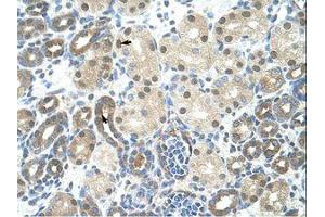 Image no. 1 for anti-Peptidylprolyl Isomerase E (Cyclophilin E) (PPIE) (AA 103-152) antibody (ABIN203046)