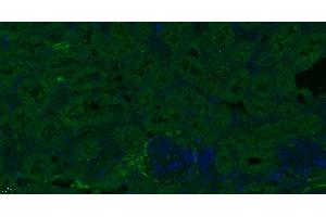 Paraformaldehyde-fixed, paraffin embedded Mouse kidney, Antigen retrieval by boiling in sodium citrate buffer (pH6. (ESM1 anticorps  (AA 51-150))