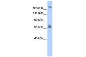 Image no. 1 for anti-Vacuolar Protein Sorting 8 Homolog (VPS8) (AA 216-265) antibody (ABIN6743139) (VPS8 anticorps  (AA 216-265))