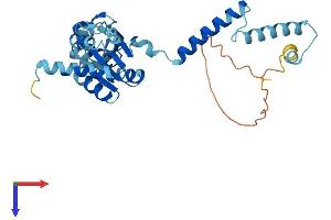 AlphaFold protein structure predicition of Human Recombinant RPLP0 Protein, UniprotID P05388