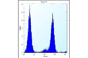 CHSY1 Antibody (Center) (ABIN657509 and ABIN2846533) flow cytometric analysis of Neuro-2a cells (right histogram) compared to a negative control cell (left histogram).