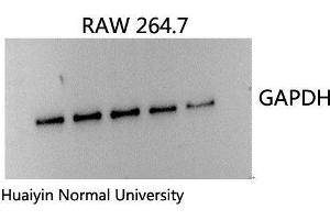 Western Blot (WB) analysis: Please contact us for more details.