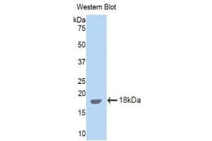 Western Blotting (WB) image for anti-Interleukin 15 (IL15) (AA 49-162) antibody (ABIN3209513) (IL-15 anticorps  (AA 49-162))