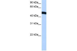 WB Suggested Anti-EIF2S2 Antibody Titration:  0. (EIF2S2 anticorps  (N-Term))