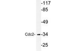 Western blot analyzes of Cdc2 antibody in extracts from HepG2 cells. (CDK1 anticorps)