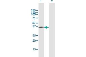 Western Blot analysis of HAO2 expression in transfected 293T cell line by HAO2 MaxPab polyclonal antibody. (Hydroxyacid Oxidase 2 (HAO2) (AA 1-351) anticorps)