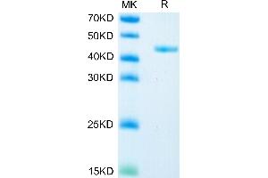 Mouse Glypican 2/GPC2 on Tris-Bis PAGE under reduced condition. (GPC2 Protein (AA 22-556) (His tag))