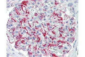 Anti-FGF11 / FGF-11 antibody IHC staining of human kidney. (FGF11 anticorps  (AA 1-30))