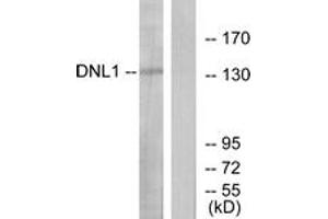 Western blot analysis of extracts from HT-29 cells, using DNL1 Antibody. (DNASE1 anticorps  (AA 111-160))