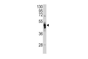 Western blot analysis of GLA antibody in Hela cell line lysates (35ug/lane) (GLA anticorps  (N-Term))